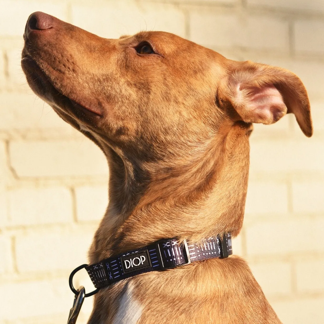 The Mud Black Dog Collar